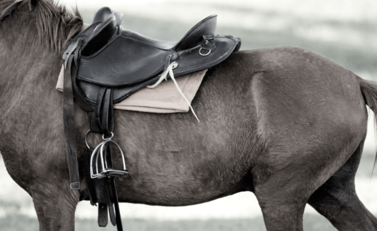 The Evolution of Horse Racing Equipment and Gear